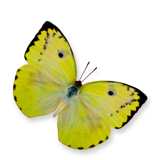 黄柠檬移民蝶上翼廓孤立于w图片下载