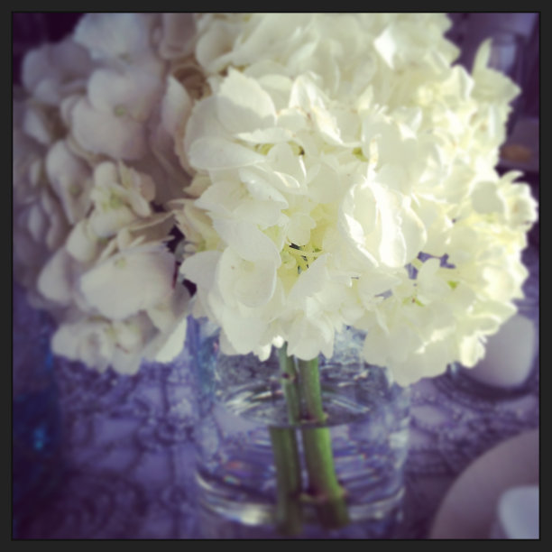 绣球花图片下载