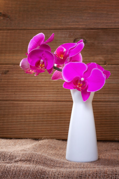 乡村背景上的粉红色兰花图片下载