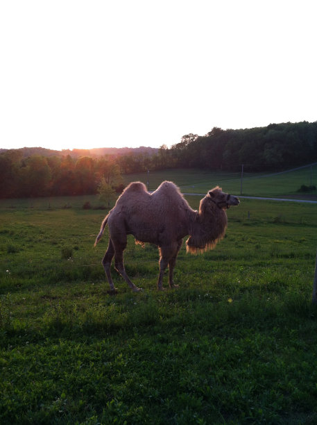 骆驼在日落图片下载
