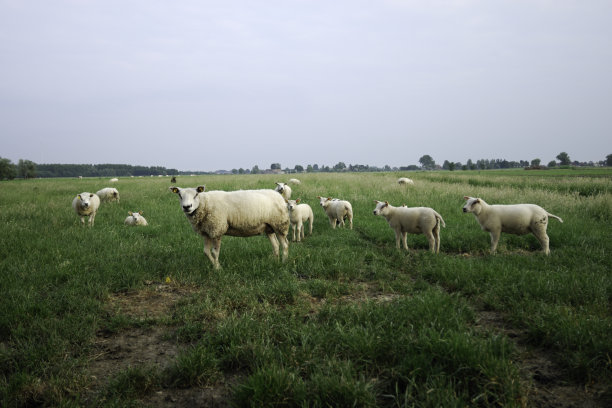 群绵羊图片下载