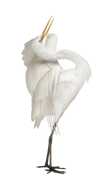 大白鹭，Ardea alba，站在白色背景前图片下载