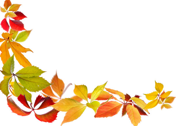 五叶地锦秋图片下载