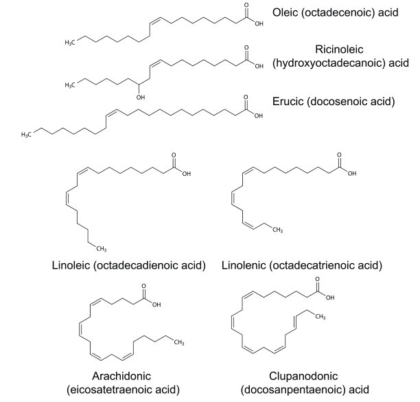 不饱和脂肪酸的结构化学式图片下载
