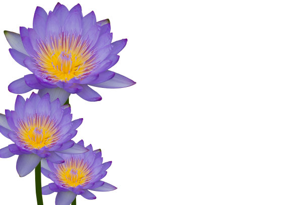 白底荷花图片下载