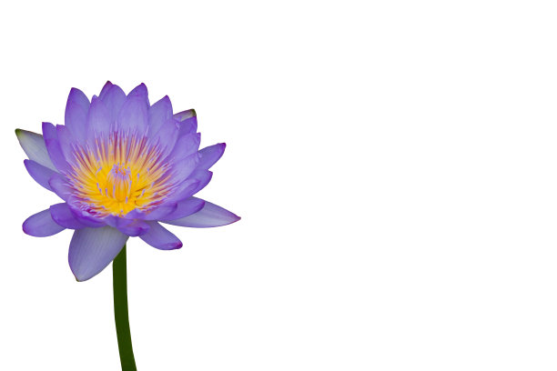 白底荷花图片下载