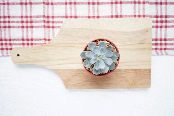 盆栽的仙人掌图片下载