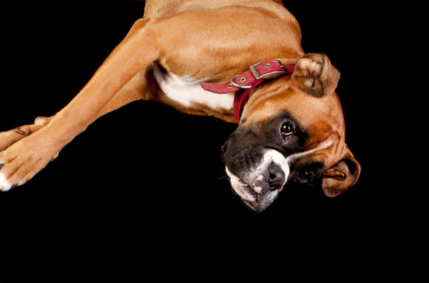 拳师狗图片下载