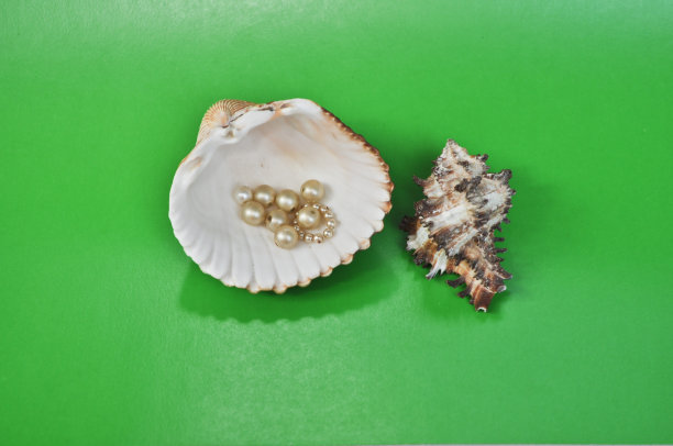 珍珠和贝壳。图片下载