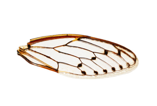 翼蝉与阴影宏观孤立在白色图片下载