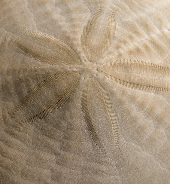 sanddollar特写镜头图片下载