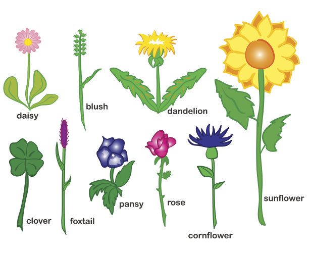 黄色、粉红色和蓝色的花图片下载