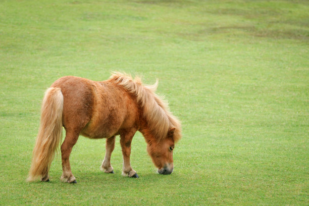 Miniture马吃草图片下载