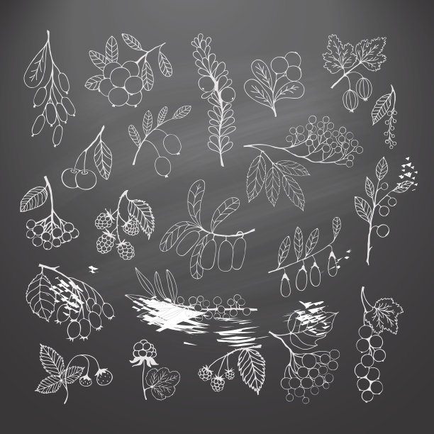 一套花园和野生手绘粉笔浆果图片下载