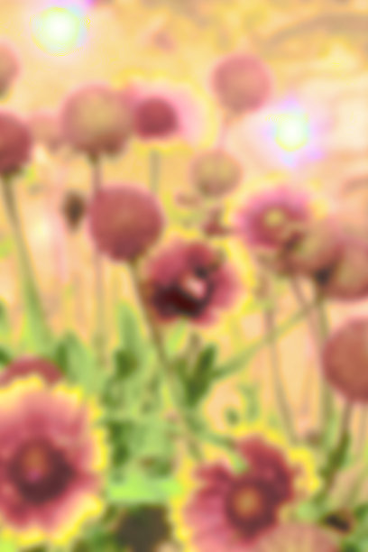 夏季背景模糊的黄紫色的花图片下载