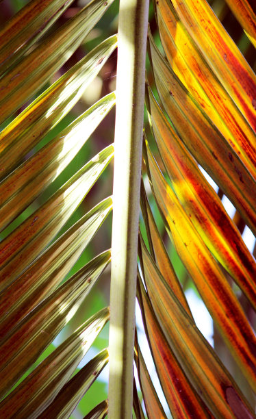 椰子离开图片下载