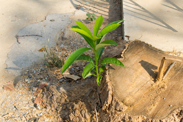 树桩萌发图片下载