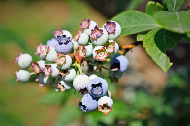 蓝莓的分支图片下载