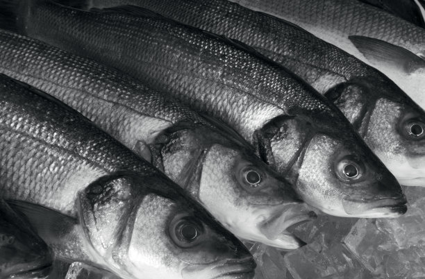 鱼在冰上图片下载