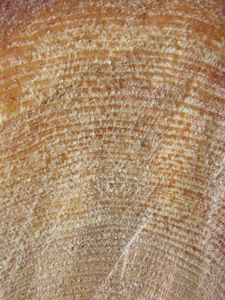 木材结构图片下载