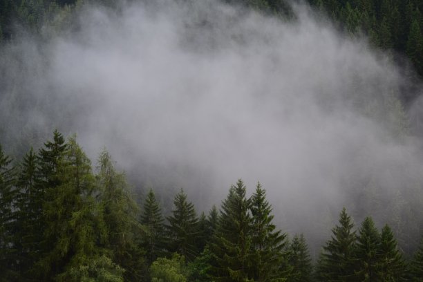 森林中的雾图片下载