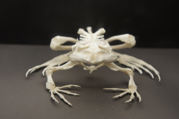 青蛙骨架图片下载