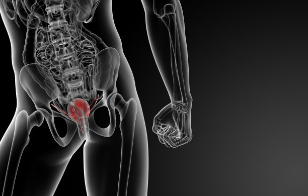 膀胱解剖学三维渲染图片下载