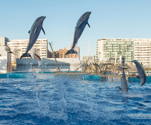 海豚跳出水面图片下载
