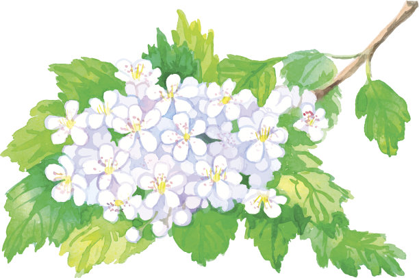 山楂(crataegus)分支。水彩。图片下载