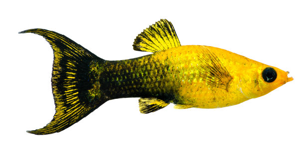Gold Dust Lyretail Molly(女)图片下载
