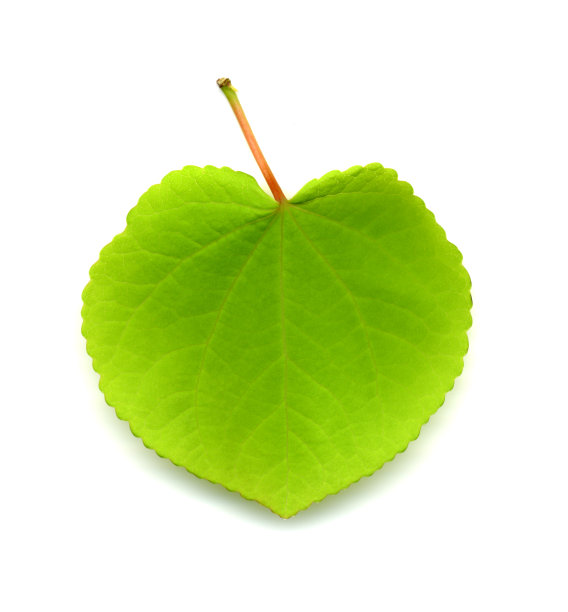 桂太郎树叶图片下载