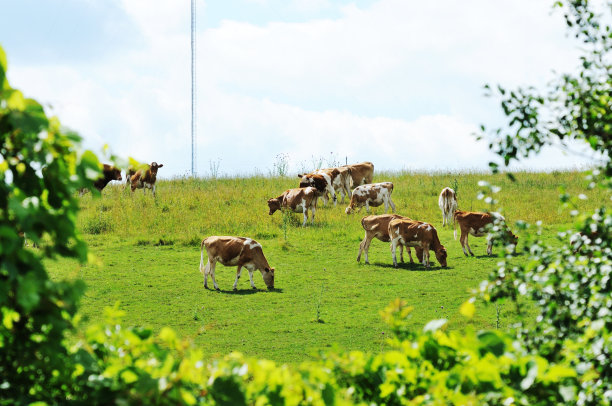 格恩西岛牛图片下载