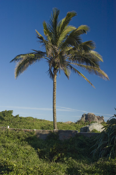 椰子树图片下载