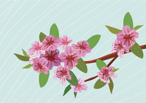 樱花，春天，明信片。图片下载