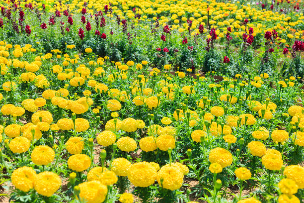 万寿菊鲜花图片下载