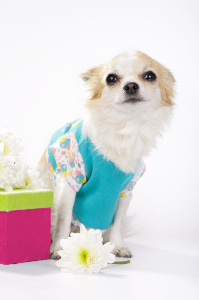 带着礼盒和菊花的漂亮吉娃娃狗图片下载