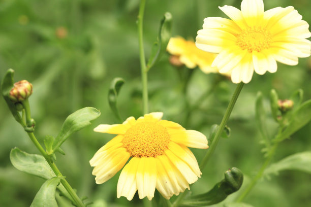 黄花的花环菊花或冠菊菊花图片下载