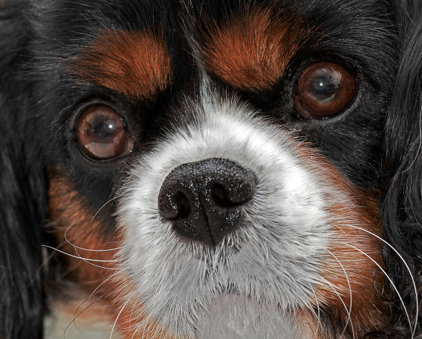 国王查尔斯骑士图片下载