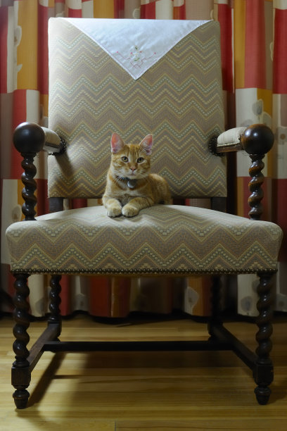 国王的猫图片下载