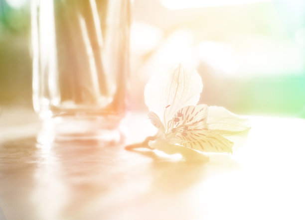 黄色Alstroemeria图片下载