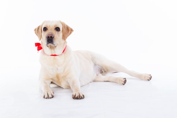 工作室里可爱的拉布拉多狗图片下载