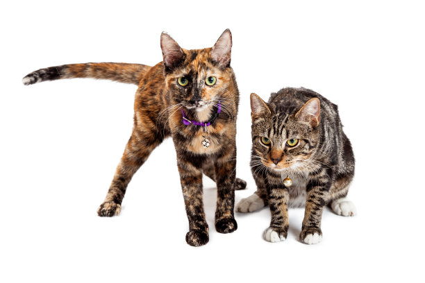 两只孟加拉猫在一起图片下载