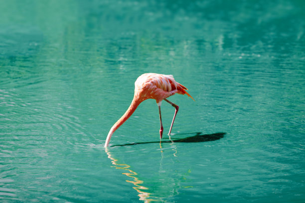 火烈鸟喝图片下载