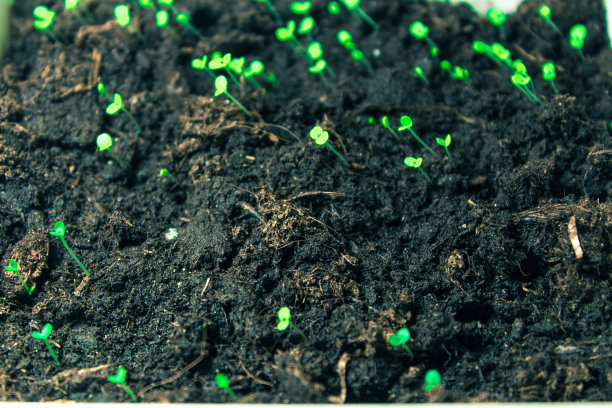 小草从地里长出来图片下载