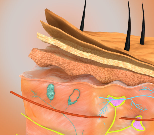 皮肤解剖学图片下载