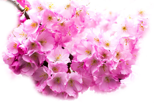 美丽的樱花枝上是粉红色的，樱花上是白色的图片下载