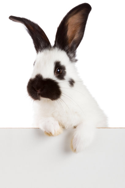 白兔图片下载