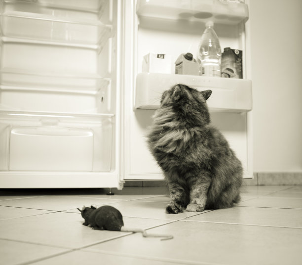 猫捉老鼠图片下载