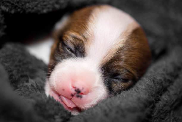 商城里的吉娃娃小狗，舌头略外图片下载