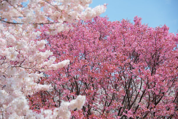 樱花图片下载